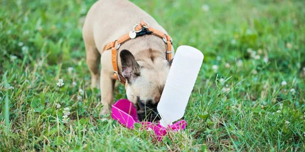 How Do You Keep Your Dog Safe During Outdoor Adventures?