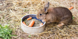 What Should You Consider When Choosing Small Animal Food?